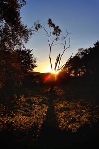 Silhouette trees in forest during sunset