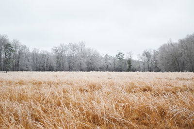 Scenic view of grassy field