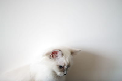 Kitten looking down at home against white wall