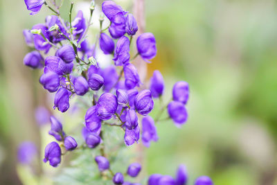 Close-up of purple flowering plant