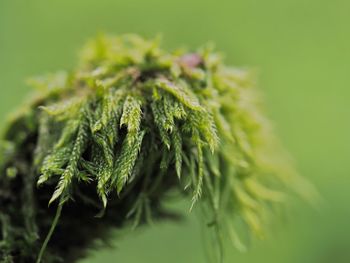 Close-up of plant growing outdoors