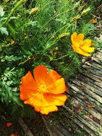 High angle view of orange crocus flower on field