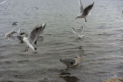 Seagulls flying over lake