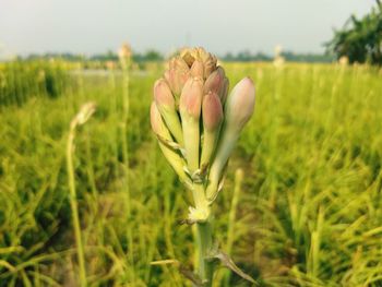 Close-up of flowering plant on field tuberose