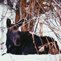 Close-up of two rabbit