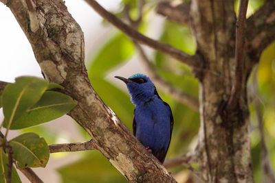 Red-legged honeycreeper cyanerpes cyaneus tanager bird perched on a tree