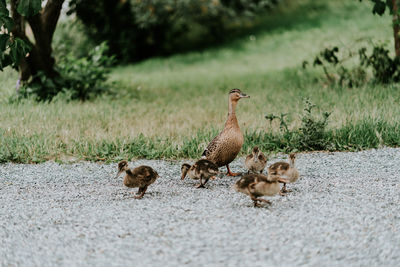 Family of duck on field