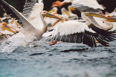 Flock of seagulls