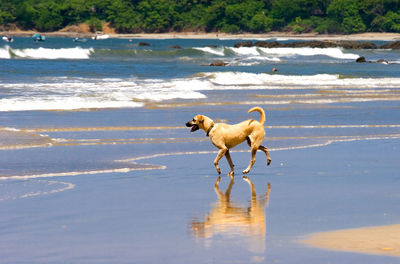 Dog running on beach