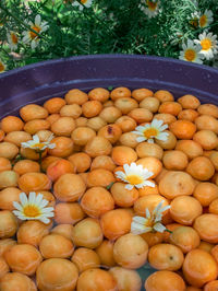 Daisies on apricots. organic apricots are washed. apricots washed with clear water.