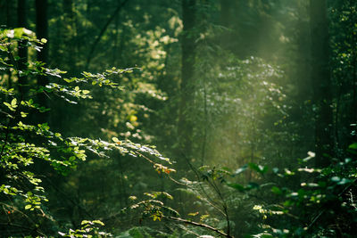 Close-up of fresh green plants in forest