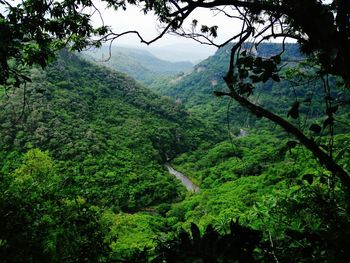 Scenic view of forest against sky