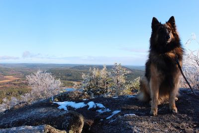 Dog sitting on rock against sky