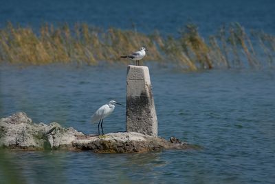 Heron and seagull by the lake in croatia