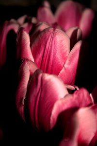 Close-up of pink rose blooming outdoors