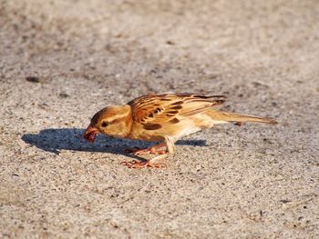 Close-up of sparrow perching on ground