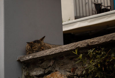 Cat sitting on a wall