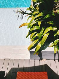 High angle view of potted plant on table by swimming pool