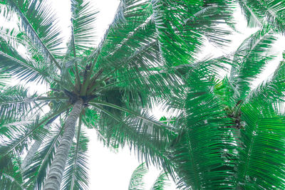 Low angle view of palm trees against sky