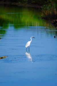 Bird in a lake