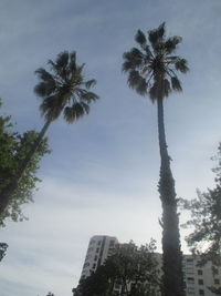 Palm trees against sky in city