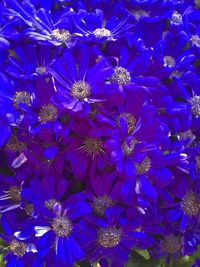 Full frame shot of purple flowers