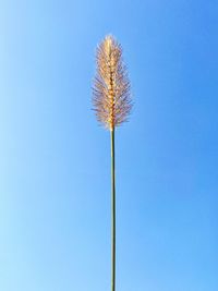 Low angle view of flowering plant against clear blue sky