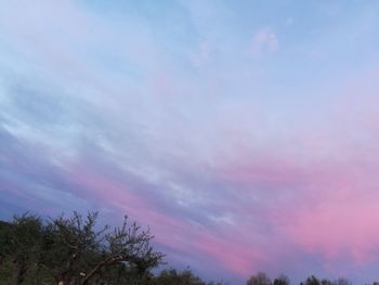 Low angle view of trees against sky