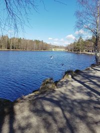 Swan flying over lake against clear blue sky