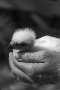 Close-up of cropped hand holding chick