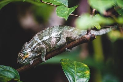 Close-up of a lizard on tree