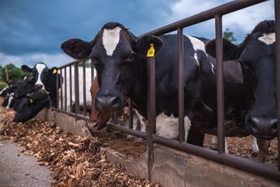 Cows standing in a fence