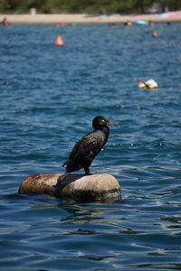 Duck swimming in lake