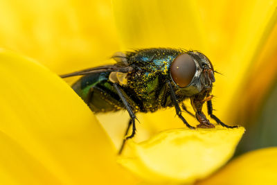 Close-up of fly on yellow flower