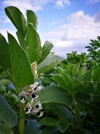 Close-up of fresh green plant against sky