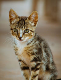 Close-up portrait of tabby cat