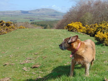 Dog on field against sky