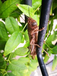 Close-up of insect on plant