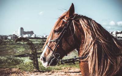 Close-up of horse against sky