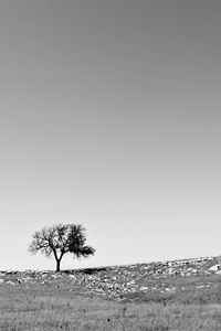 Trees on landscape against clear sky