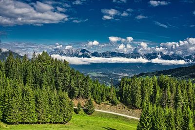 Panoramic view of pine trees in forest against sky