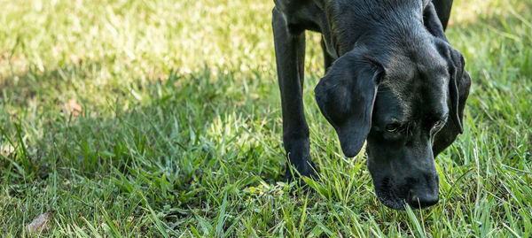 Black dog on field