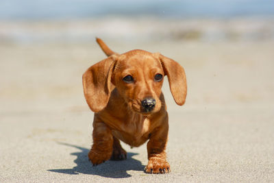 Portrait of dog on beach