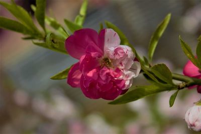 Close-up of pink flowers blooming outdoors