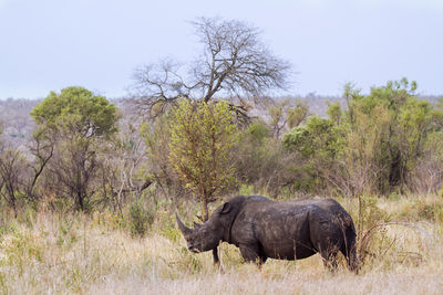 White rhinoceros standing on field