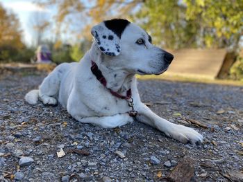 Close-up of a dog looking away