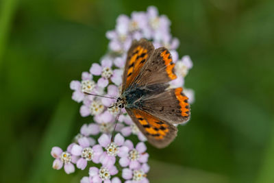 Close-up of butterfly pollinating on flower