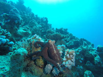 Close-up of crab in sea