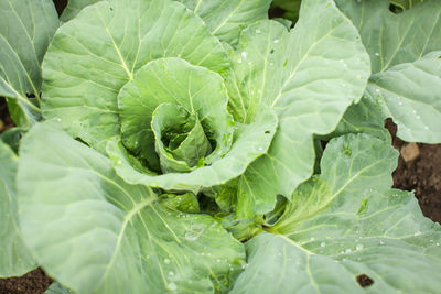 Full frame shot of green leaf