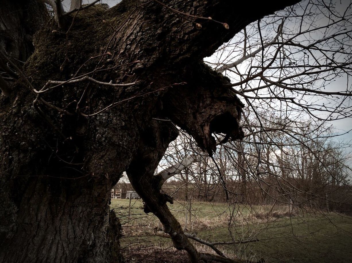 BARE TREES ON FIELD